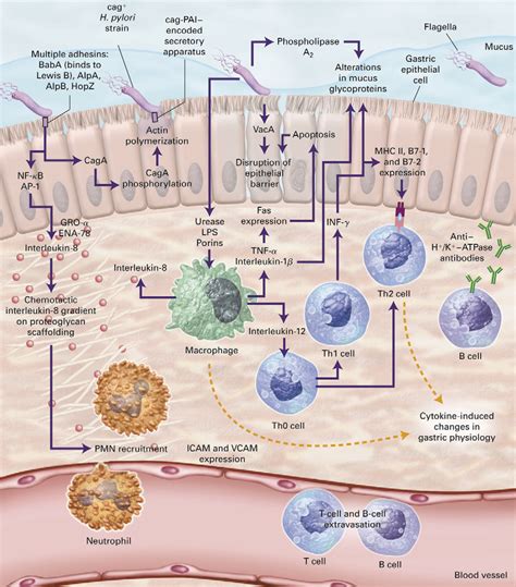 Helicobacter Pylori Virulence Factorsone Part Of A Big Picture The