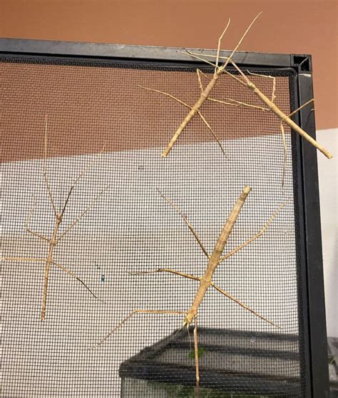 Notes From The Lab The Walking Stick Dilemma Missoula Butterfly