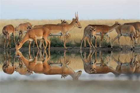 Saiga - Worldwide Nature