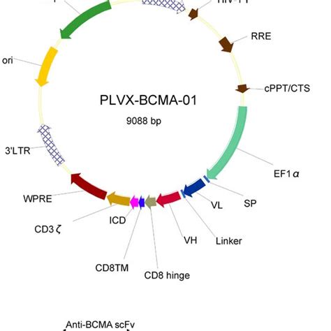 Schematic diagrams of lentiviral vector and CAR constructs. Upper ...