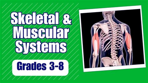 Skeletal System Joints Diagram