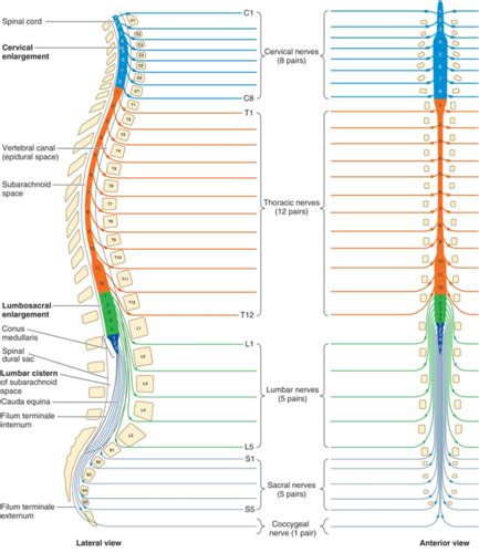 L Spinal Cord Injury Flashcards Quizlet