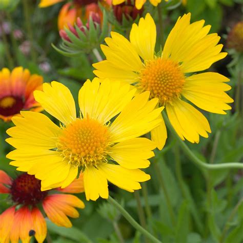 Gaillardia 'Mesa Yellow' – Hills Perennials