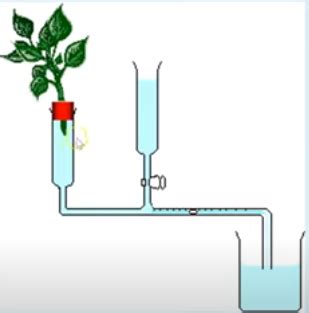 potometer experiment q and a Flashcards | Quizlet