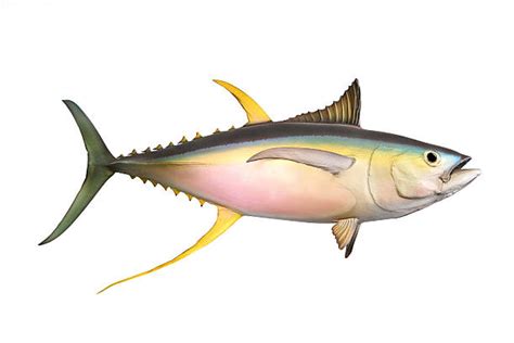 Top 60 Yellow Fin Tuna Stock Photos Pictures And Images Istock