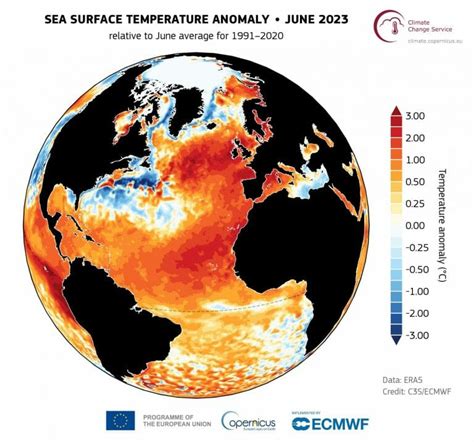 Las Olas De Calor Marinas Amenazan Cada D A M S La Vida Bajo El Agua