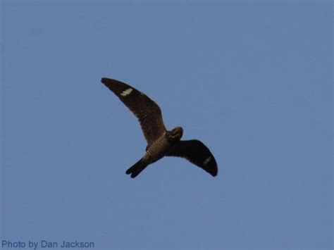 Common Nighthawk