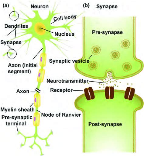 A Schematic Diagram Of A Neuron It Consists Of A Cell Body An Axon