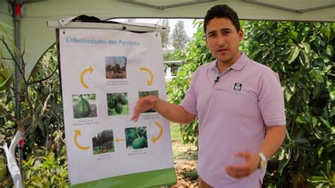 Enfermedades del aguacate Guía completa para prevenir y tratar