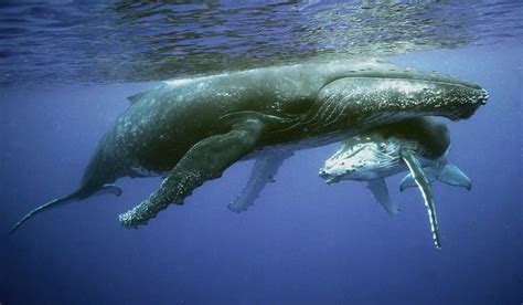 Bahia Solano • Whale Watching Tour of 4 Days • Lulo Colombia Travel