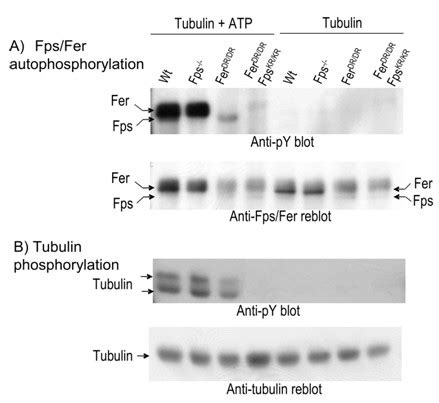 In Vitro Kinase Activity Of Fps And Fer Isolated From Neonatal Mouse