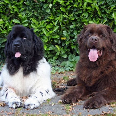 Newfoundland Size Chart: How Big Do Newfoundlands Get?