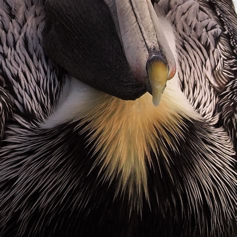 Pelican Nose Murrells Inlet Sc Traditional Iconoclast