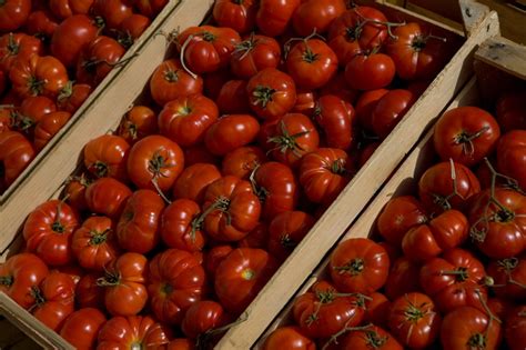 Tomatoes Palermo Sicily