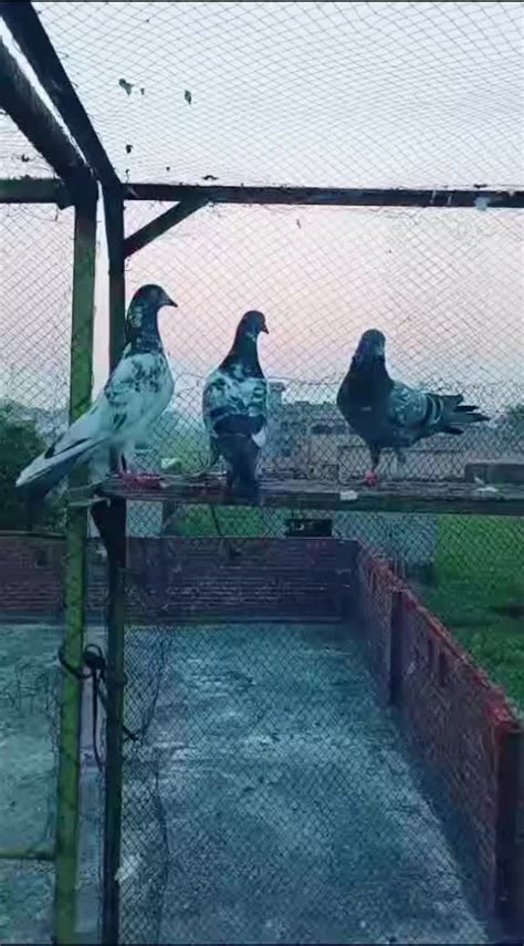 zubair gujjar  sadylogs   original sound zubair gujjar
