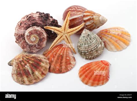 Bord De Plage La Plage Mer Fruits De Mer Crustac S Coquillages Shell