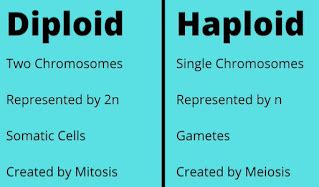 Diploid Cell Vs Haploid Cells Moomoomath And Science