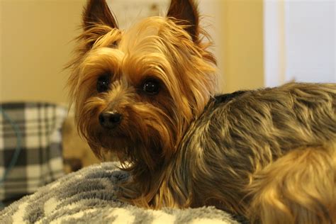 Yorkie Dog - Free photo on Pixabay - Pixabay