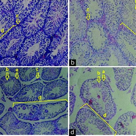 Rat Testicular Tissue With Hematoxylin And Eosin Hande Staining A