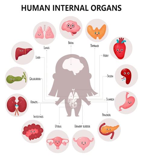 Infografía anatomía cuerpo humano órganos femeninos internos visuales