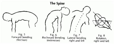 Chek Totem Pole Part 9 Sacrum And Coccyx Paul Cheks Blog