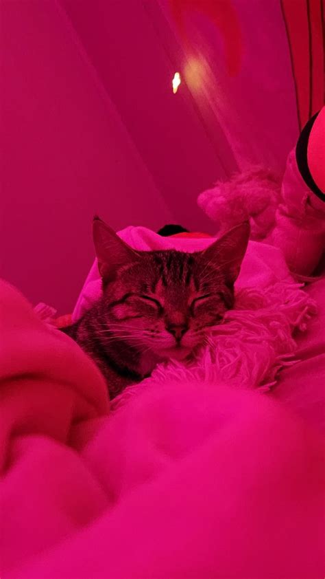 Pink Hotpink Pinkaesthetic Hotpinkaesthetic Cat Cataesthetic In