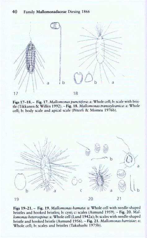 Süßwasserflora von Mitteleuropa, Bd 1/2: Chrysophyte and Haptophyte Algae: Synurophyceae ...