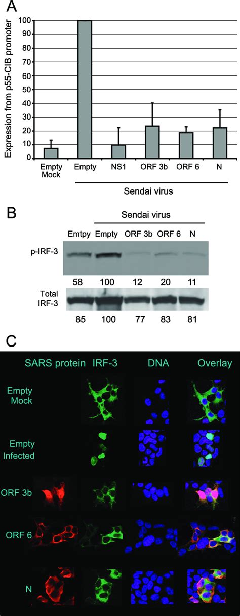 Sars Cov Orf 3b Orf 6 And N Proteins Inhibit Activation Of Irf 3 A