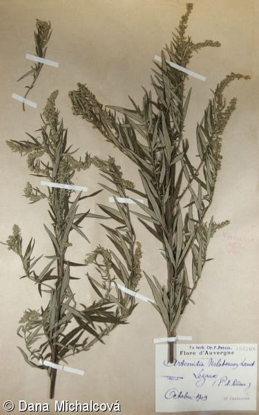 Artemisia Verlotiorum • Floravegeu