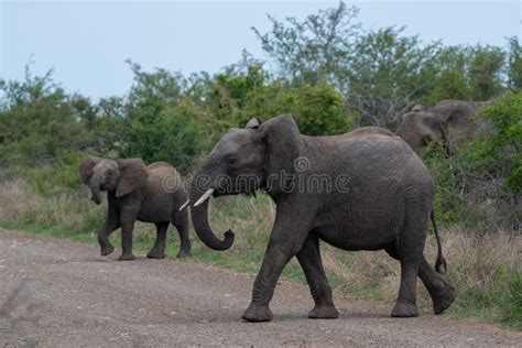 Two Elephants Crossing The Road Stock Image Image Of Safari Kruger