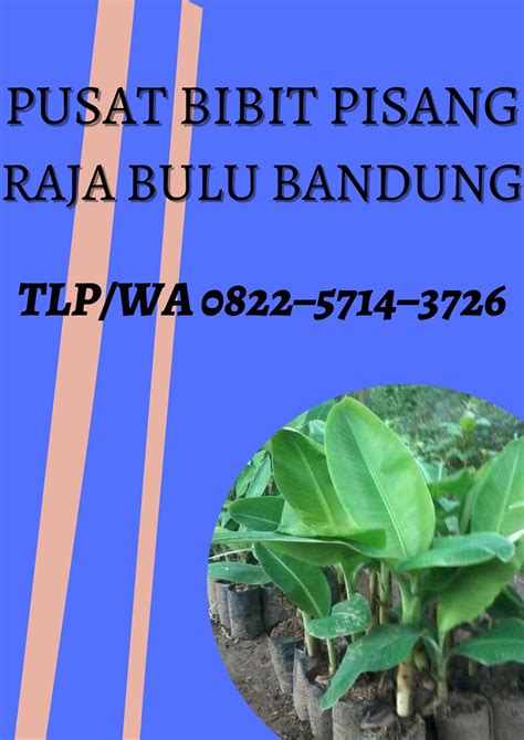 Tlp Wa Jual Bibit Pisang Raja Bulu Pasama Flickr