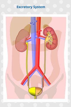 Book Creator Excretory System