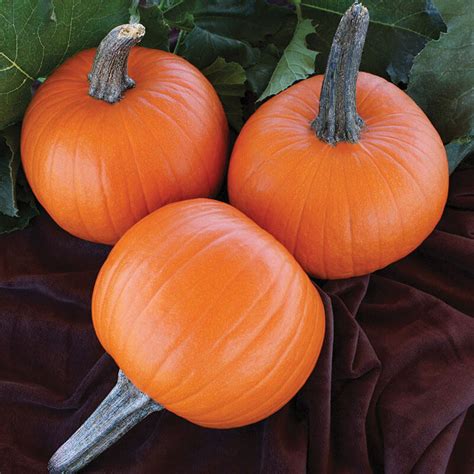 Pumpkin Jack Sprat F1 Seed Harris Seeds