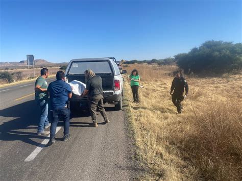 Indigente Muere Atropellado En Carretera Fresnillo Cuencam