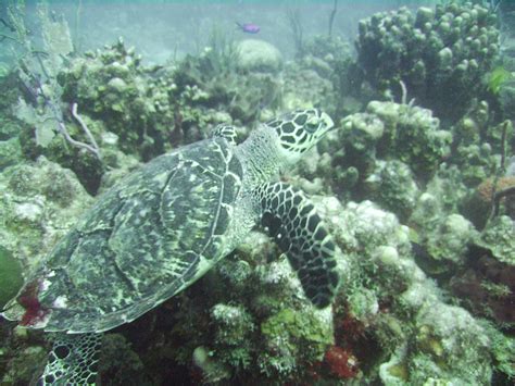 Singapore Over 100 Baby Hawksbill Turtles Hatch At Sentosa Beach For