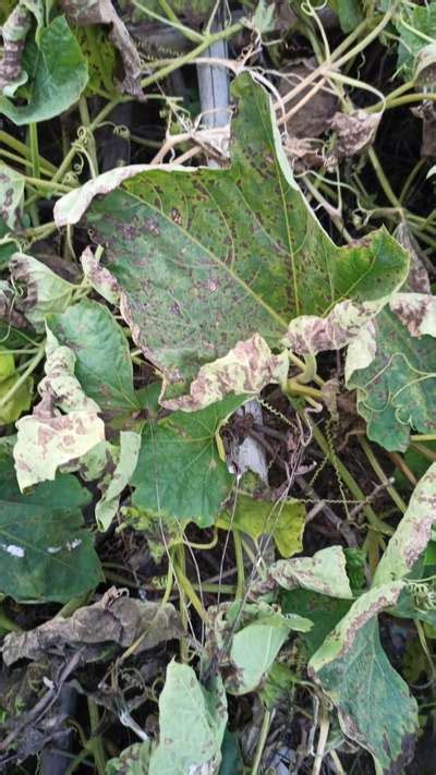 Which Disease Is This Of Bottle Gourd Community Plantix