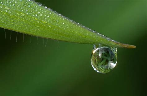 Imagem Gratuita Chuva Orvalho Gota Folha Molhado Umidade Flora