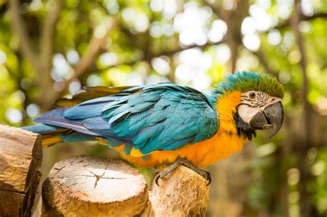 Blue and Yellow Macaw Parrot Stock Photo - Image of habitat, jabber ...