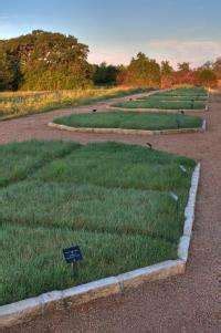 Lawn of native grasses beats traditional lawn for lushness, weed resistance