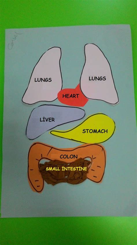 My Body Craft Idea For Kids With Templates Today We Are Learning Our