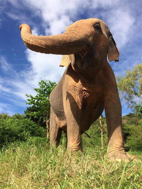 Samui Elephant Sanctuary | Beyond Samui | Elegant Beach Resort, Chaweng ...