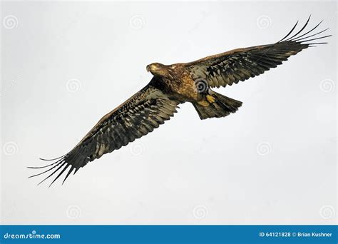 Juvenile Bald Eagle in Flight Stock Photo - Image of large, yellow