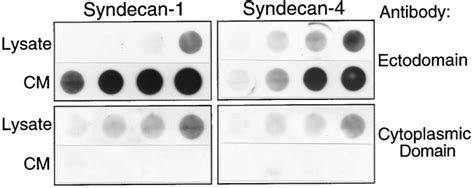 Regulated Shedding Of Syndecan And Ectodomains By Thrombin And