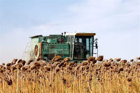 Harvester Harvest Sunflower Editorial Image Image Of Farmer Nature