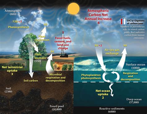 Carbon Cycle Diagram From The Doe With Numbers Center For Science