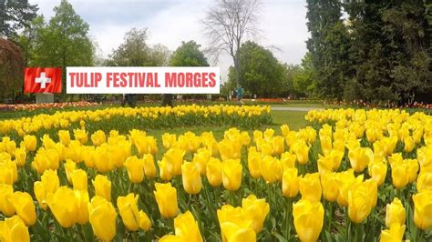 The Tulip Festival F Te De La Tulipe In Morges Switzerland