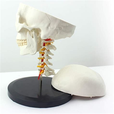 Buy Life Size Human Skull Model With Cervical Vertebra Human Skull