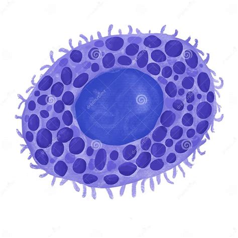 Mast Cell Tissue Cell Of The Immune System Stock Illustration Illustration Of Mast Immune