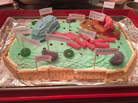 Plant Cell Cake Cells Project Plant Cell Cake Plant Cell Project