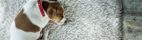 Your Dog's Vaginal Health Guide